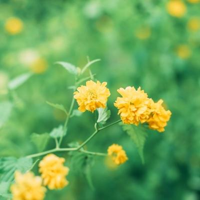 芈月传之传奇佳人九游版下载